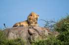 Africa, Tanzania, Serengeti National Park. Male lion on rock in breeze. Art Print